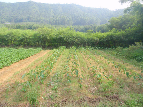 A field with something other than rice.